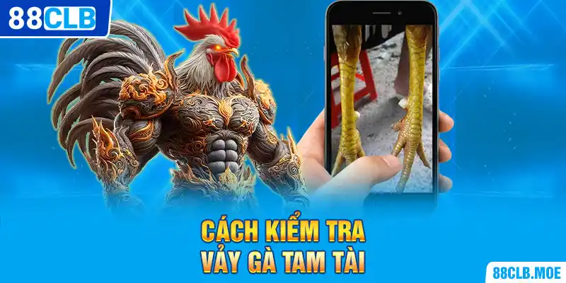 Cách kiểm tra vảy gà Tam Tài