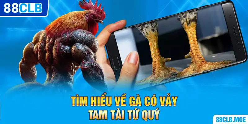 Tìm hiểu về gà có vảy Tam Tài tứ quý