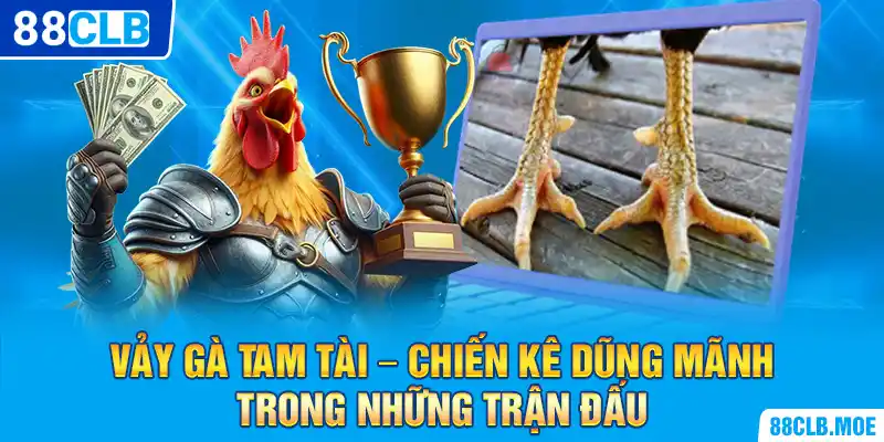 Vảy Gà Tam Tài – Chiến Kê Dũng Mãnh Trong Những Trận Đấu